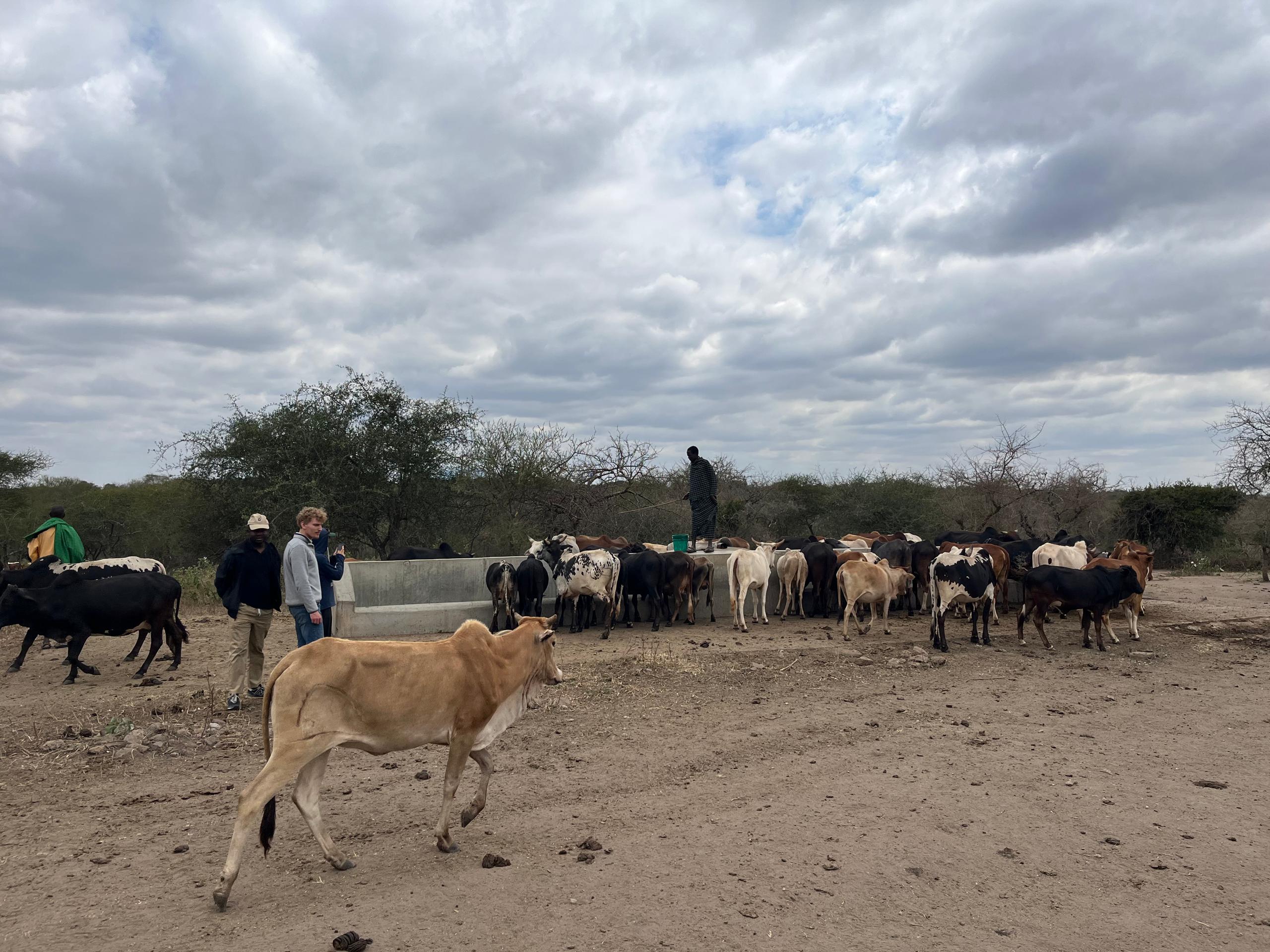 People and cows taking water from a communal water tap/point.
